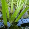 Roots Plants 5 Water Soldier Plants | 9cm Pots 2 Roots Plants 5 Water Soldier Plants | 9cm Pots