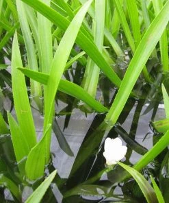 Roots Plants 5 Water Soldier Plants | 9cm Pots