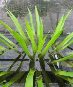 Roots Plants 5 Water Soldier Plants | 9cm Pots