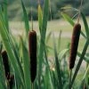 Roots Plants Lesser Bulrush | Typha Angustifolia Rushes