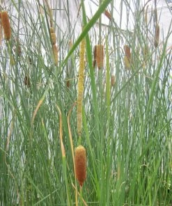 Roots Plants Rushes Medium Bulrush | Typha Gracilis