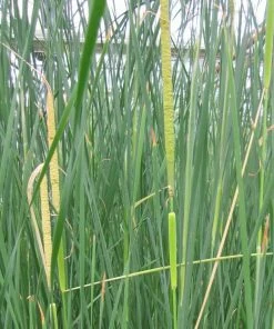 Roots Plants Rushes Medium Bulrush | Typha Gracilis