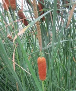 Roots Plants Rushes Medium Bulrush | Typha Gracilis