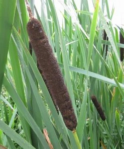 Roots Plants Common Bulrush | Typha Latifolia