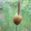 Roots Plants Miniature Bulrush | Typha Minima