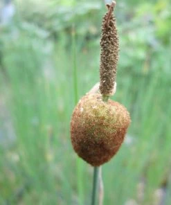 Roots Plants Miniature Bulrush | Typha Minima