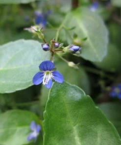 Roots Plants All Pond Plants Ornamental Colour Collection