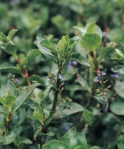 Roots Plants Water Pimpernel | Veronica Beccabunga All Pond Plants 7 Roots Plants Water Pimpernel | Veronica Beccabunga All Pond Plants