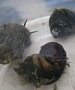 Roots Plants 5 Trapdoor Snails (Viviparus Viviparus)