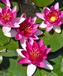 Roots Plants Dwarf Water Lily | Nymphaea Xiafei Trees For Small Gardens