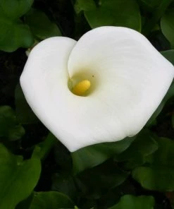 Roots Plants Arum Lily 'Crowborough'