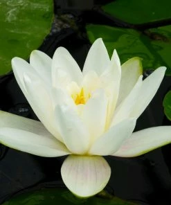 Roots Plants Water Lily | Nymphaea Albatross
