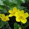 Roots Plants Marsh Marigold | Caltha Palustris