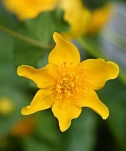 Roots Plants Marsh Marigold | Caltha Palustris