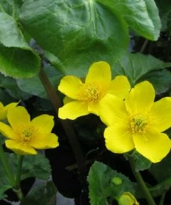 Roots Plants Giant Marsh Marigold | Caltha Palustris Polypetala