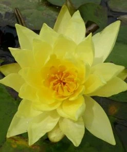 Roots Plants Water Lily | Nymphaea Lemon Mist