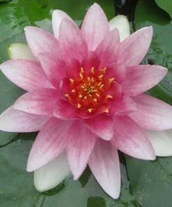 Roots Plants Water Lily | Nymphaea Mrs Richmond