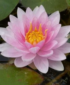 Roots Plants Water Lily | Nymphaea Mrs Richmond