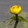 Roots Plants Yellow Water Lily | Nuphar Lutea 2 Roots Plants Yellow Water Lily | Nuphar Lutea