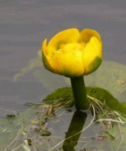 Roots Plants Yellow Water Lily | Nuphar Lutea