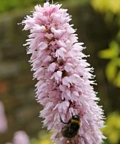 Roots Plants Dragonwort | Persicaria Bistorta All Pond Plants