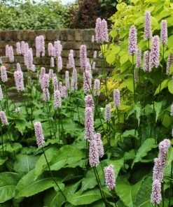 Roots Plants Dragonwort | Persicaria Bistorta All Pond Plants