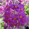 Roots Plants All Pond Plants Bee's Primula | Primula Beesiana