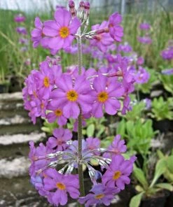 Roots Plants All Pond Plants Bee's Primula | Primula Beesiana