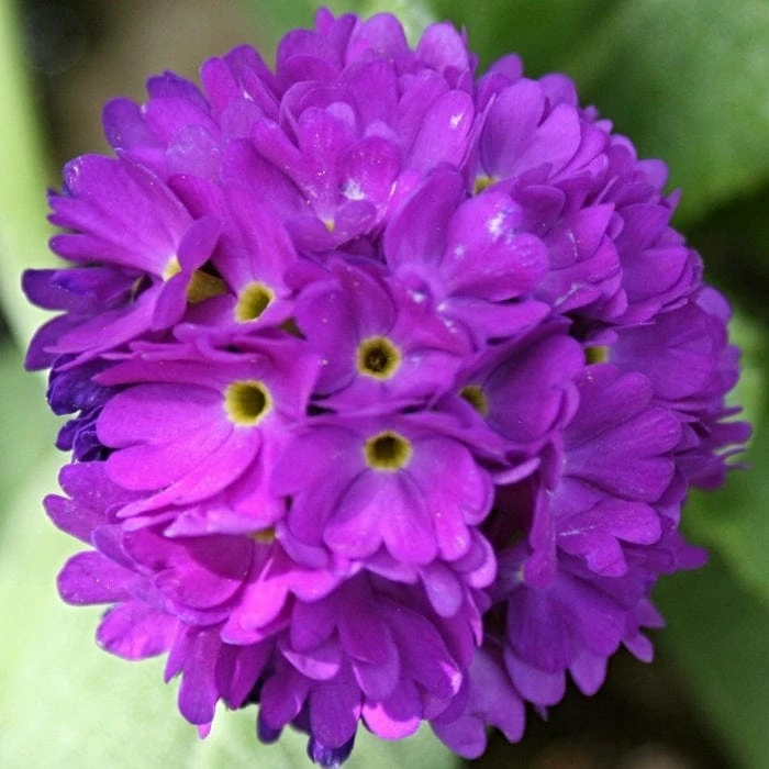 Roots Plants Drumstick Primula | Primula Denticulata All Pond Plants 4 Roots Plants Drumstick Primula | Primula Denticulata All Pond Plants