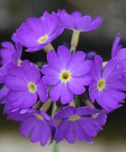 Roots Plants Drumstick Primula | Primula Denticulata All Pond Plants 11 Roots Plants Drumstick Primula | Primula Denticulata All Pond Plants