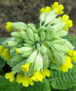 Roots Plants All Pond Plants Cowslip | Primula Veris