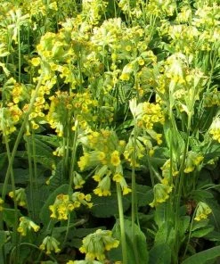 Roots Plants All Pond Plants Cowslip | Primula Veris