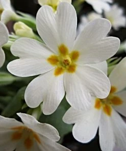 Roots Plants Wild Primrose | Primula Vulgaris