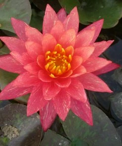 Roots Plants Variegated Water Lily | Nymphaea Wanvisa 13 Roots Plants Variegated Water Lily | Nymphaea Wanvisa