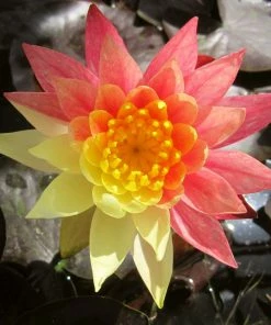 Roots Plants Variegated Water Lily | Nymphaea Wanvisa