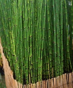 Roots Plants Rough Horsetail | Equisetum Hyemale All Pond Plants