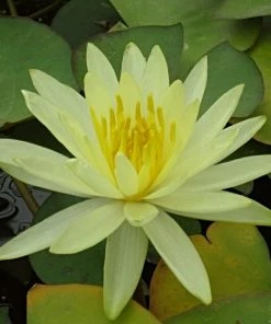 Roots Plants Water Lily'Colonel A J Welch' | Nymphaea | 3L Pot