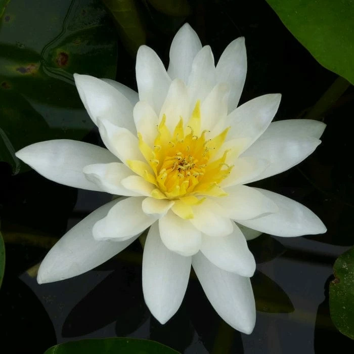 Roots Plants Water Lily | Nymphaea Marliacea 'Albida' | 3L Pot 3 Roots Plants Water Lily | Nymphaea Marliacea 'Albida' | 3L Pot