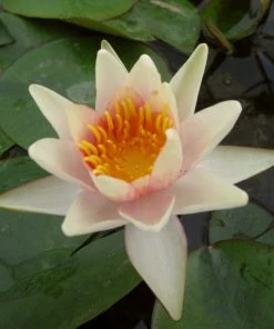 Roots Plants Fragrant Water Lily 'Sioux' | Nymphaea | 3L Pot 12 Roots Plants Fragrant Water Lily 'Sioux' | Nymphaea | 3L Pot