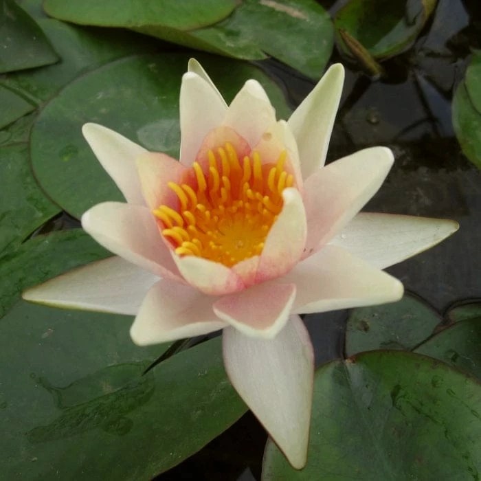 Roots Plants Fragrant Water Lily 'Sioux' | Nymphaea | 3L Pot 5 Roots Plants Fragrant Water Lily 'Sioux' | Nymphaea | 3L Pot