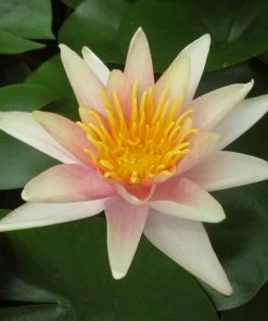 Roots Plants Fragrant Water Lily 'Sioux' | Nymphaea | 3L Pot 13 Roots Plants Fragrant Water Lily 'Sioux' | Nymphaea | 3L Pot