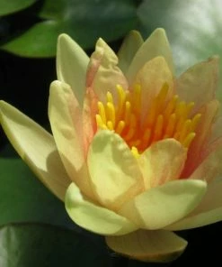 Roots Plants Fragrant Water Lily 'Sioux' | Nymphaea | 3L Pot 15 Roots Plants Fragrant Water Lily 'Sioux' | Nymphaea | 3L Pot