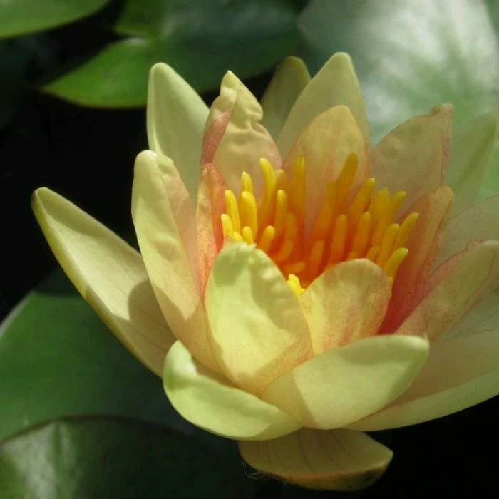 Roots Plants Fragrant Water Lily 'Sioux' | Nymphaea | 3L Pot 8 Roots Plants Fragrant Water Lily 'Sioux' | Nymphaea | 3L Pot