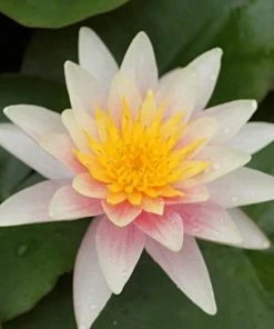 Roots Plants Fragrant Water Lily 'Sioux' | Nymphaea | 3L Pot 16 Roots Plants Fragrant Water Lily 'Sioux' | Nymphaea | 3L Pot