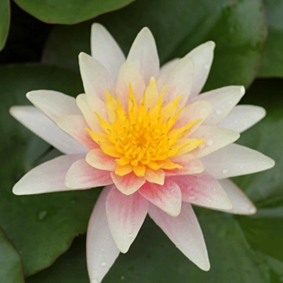 Roots Plants Fragrant Water Lily 'Sioux' | Nymphaea | 3L Pot 9 Roots Plants Fragrant Water Lily 'Sioux' | Nymphaea | 3L Pot