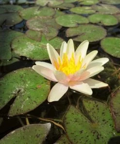 Roots Plants Fragrant Water Lily 'Sioux' | Nymphaea | 3L Pot 17 Roots Plants Fragrant Water Lily 'Sioux' | Nymphaea | 3L Pot
