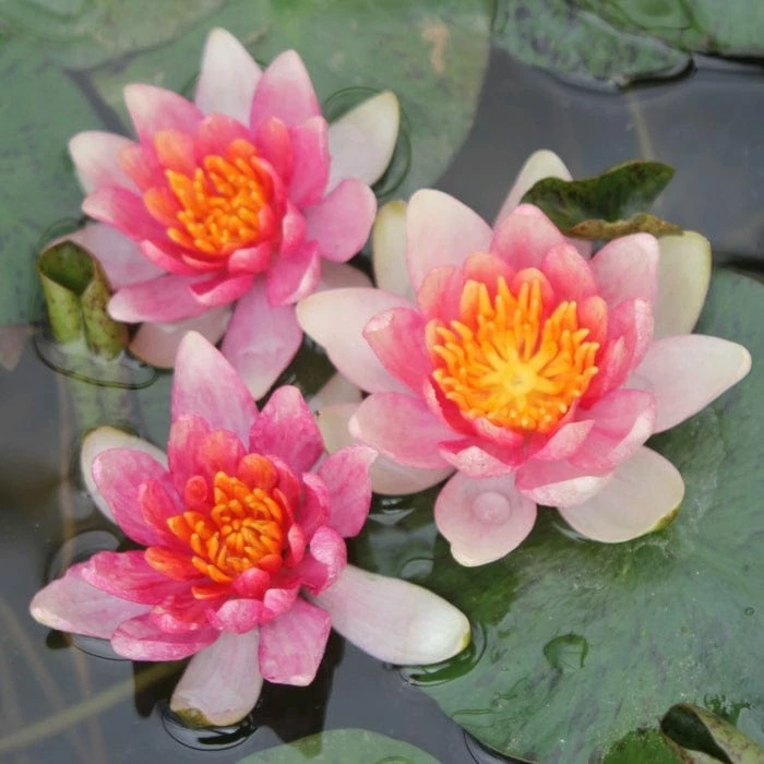 Roots Plants Dwarf Water Lily 'Solfatare' | Nymphaea | 3L Pot 6 Roots Plants Dwarf Water Lily 'Solfatare' | Nymphaea | 3L Pot