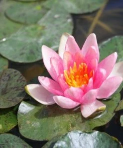 Roots Plants Dwarf Water Lily 'Solfatare' | Nymphaea | 3L Pot 15 Roots Plants Dwarf Water Lily 'Solfatare' | Nymphaea | 3L Pot