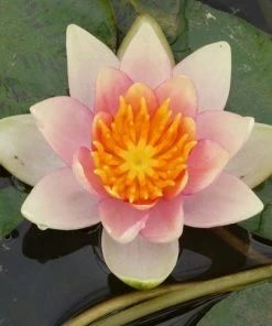 Roots Plants Dwarf Water Lily 'Solfatare' | Nymphaea | 3L Pot 18 Roots Plants Dwarf Water Lily 'Solfatare' | Nymphaea | 3L Pot