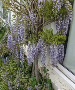 Roots Plants Wisteria Floribunda 'Macrobotrys' | Japanese Wisteria | On A 90cm Cane In A 3L Pot 8 Roots Plants Wisteria Floribunda 'Macrobotrys' | Japanese Wisteria | On A 90cm Cane In A 3L Pot